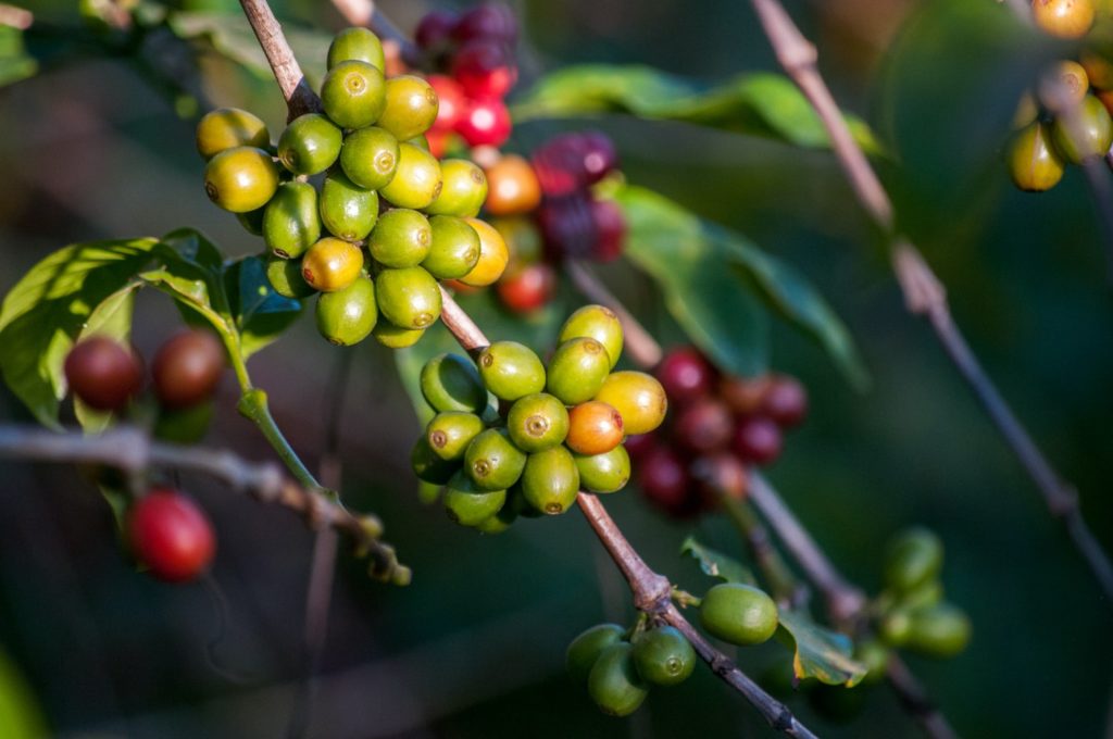 Low acid coffee